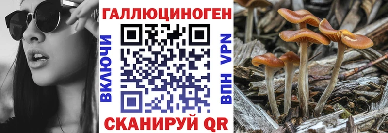 Псилоцибиновые грибы прущие грибы  blacksprut зеркало  Дмитровск 
